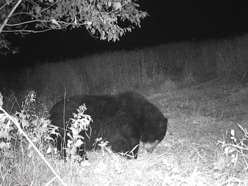 canada bear hunting