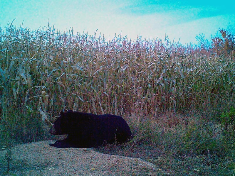 Alberta black bear hunting