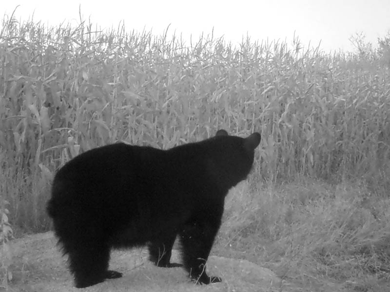 Alberta black bear hunts