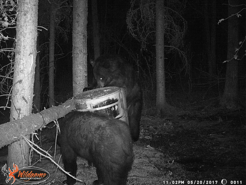 Alberta bear hunts