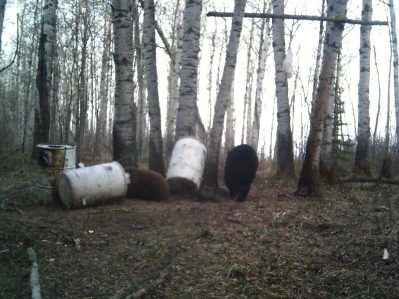 black bear hunting