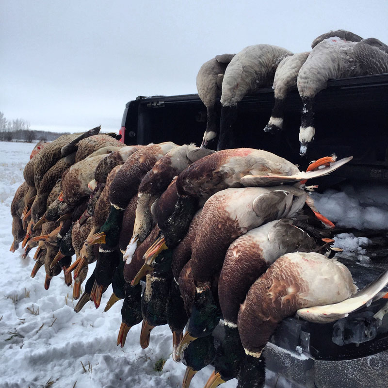 waterfowl hunts