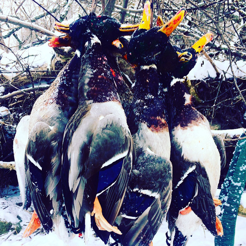 waterfowl hunts