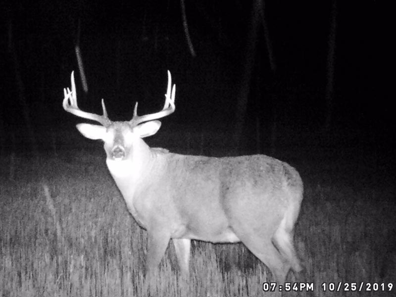 whitetail deer hunts