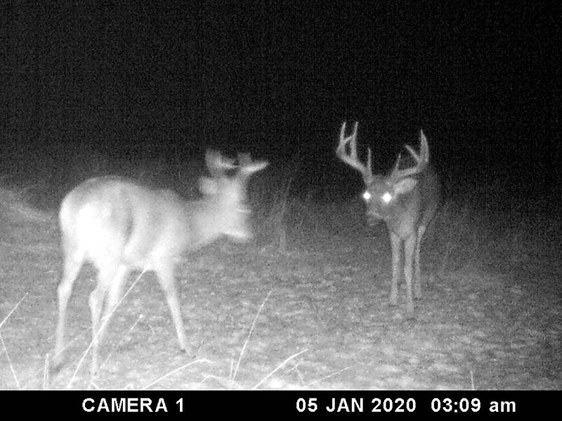 canada whitetail deer hunting