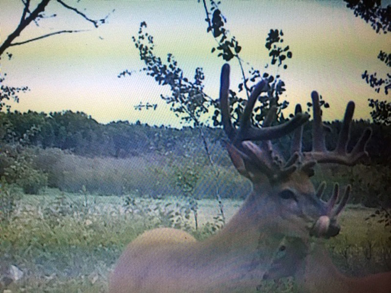 canada whitetail deer hunting