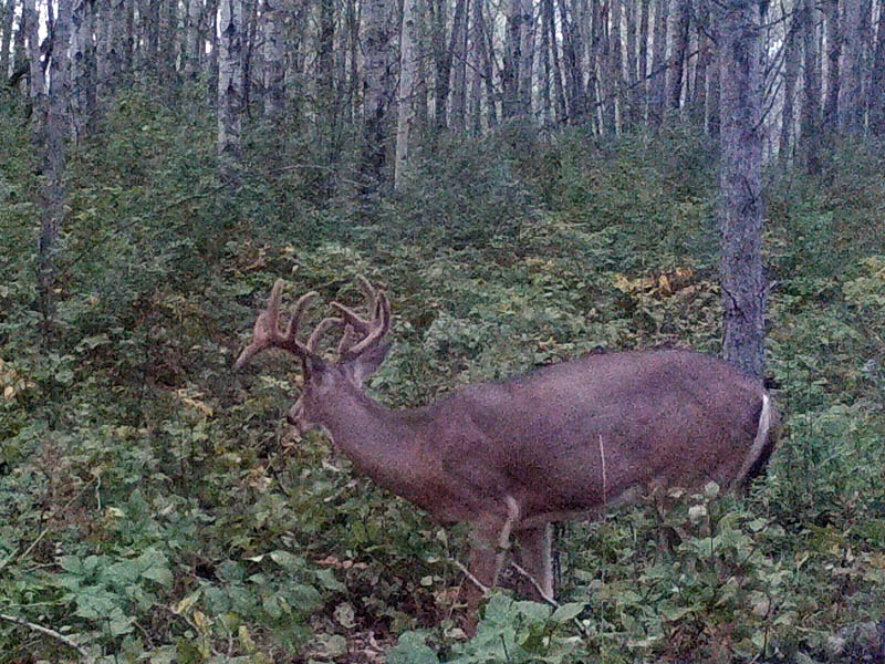 Alberta whitetail deer hunts