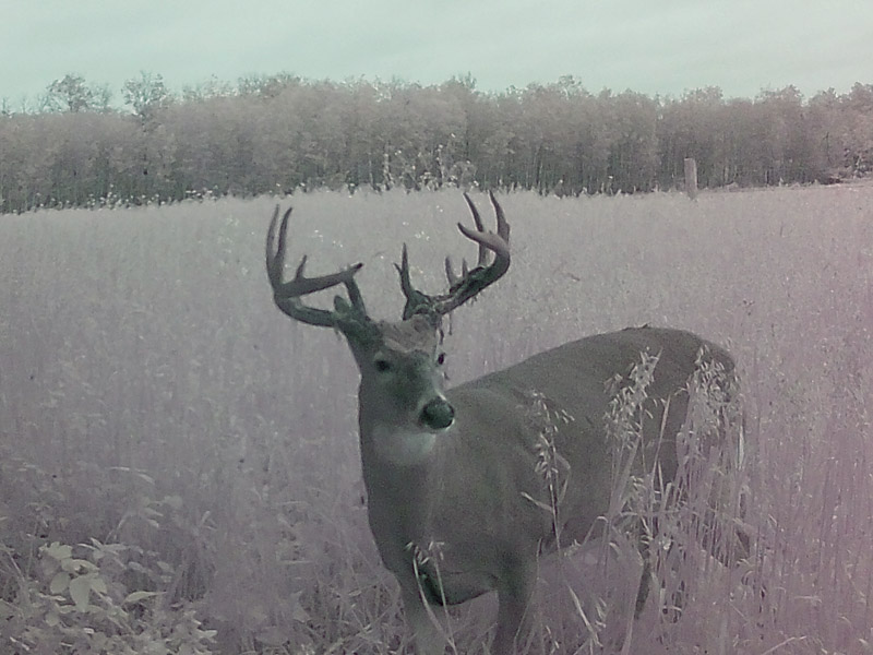whitetail deer hunting outfitters
