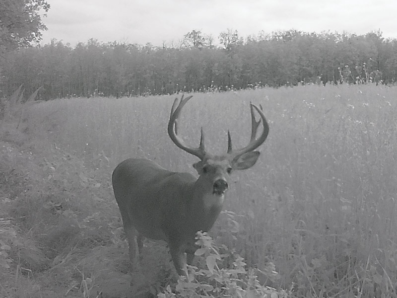 whitetail deer hunts