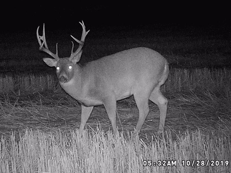 canada whitetail deer hunting