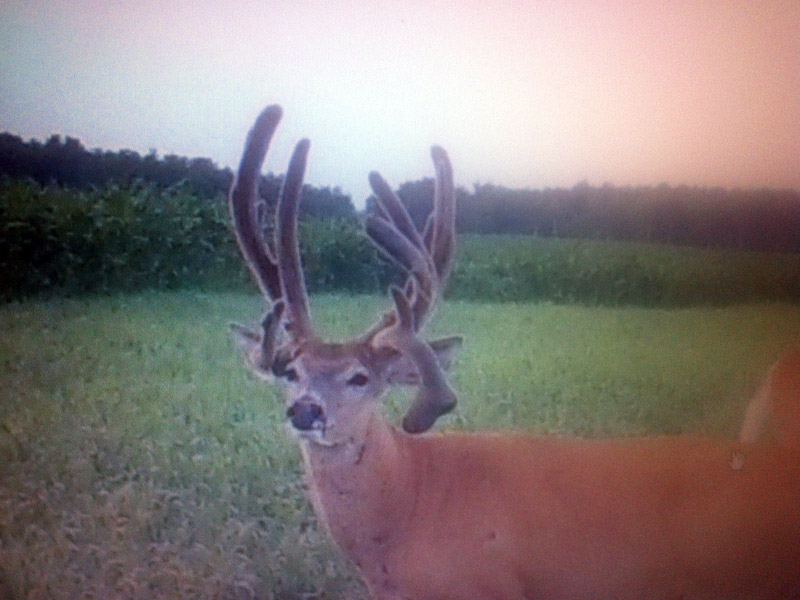 Alberta whitetail deer hunts