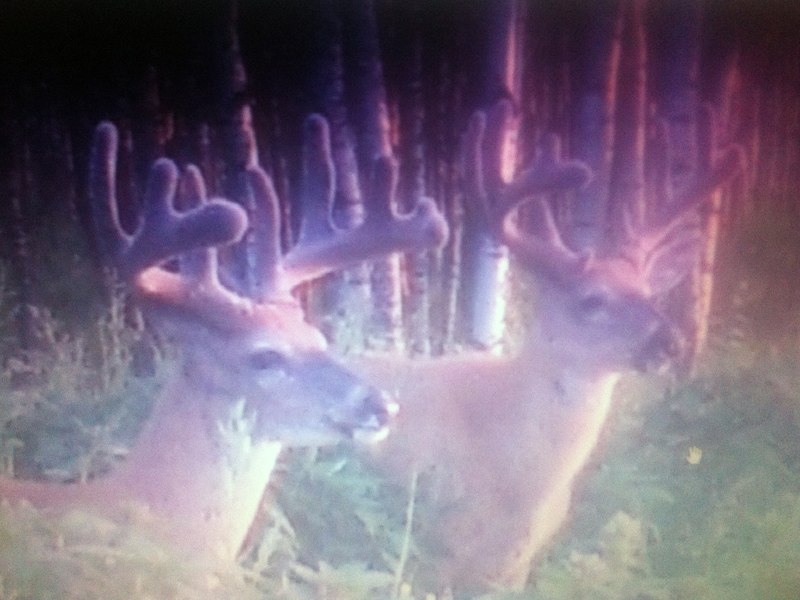 whitetail deer hunting outfitters