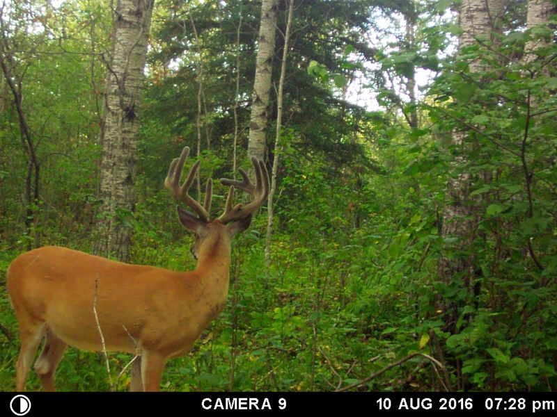 whitetail deer hunts