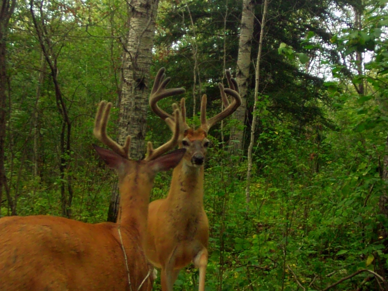 canada whitetail deer hunting