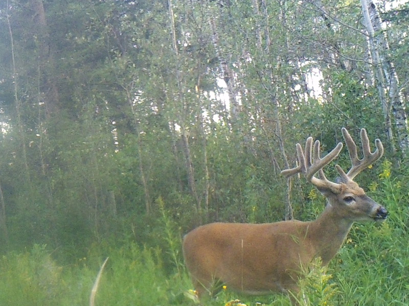 whitetail hunting