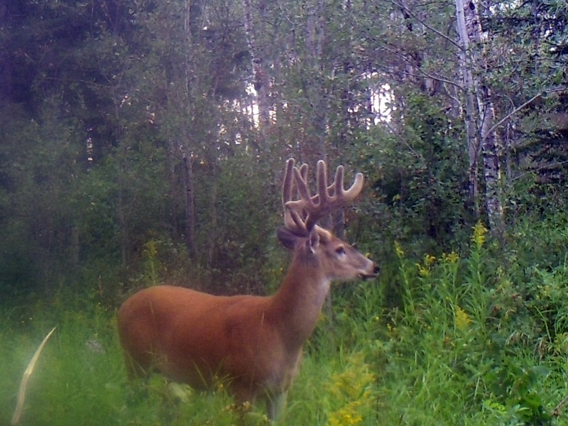 Canada whitetail hunts