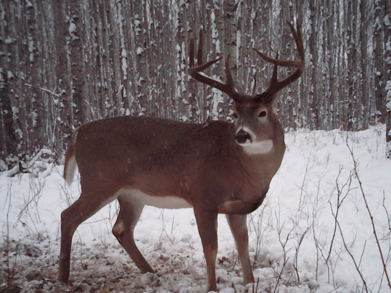 Alberta deer hunting